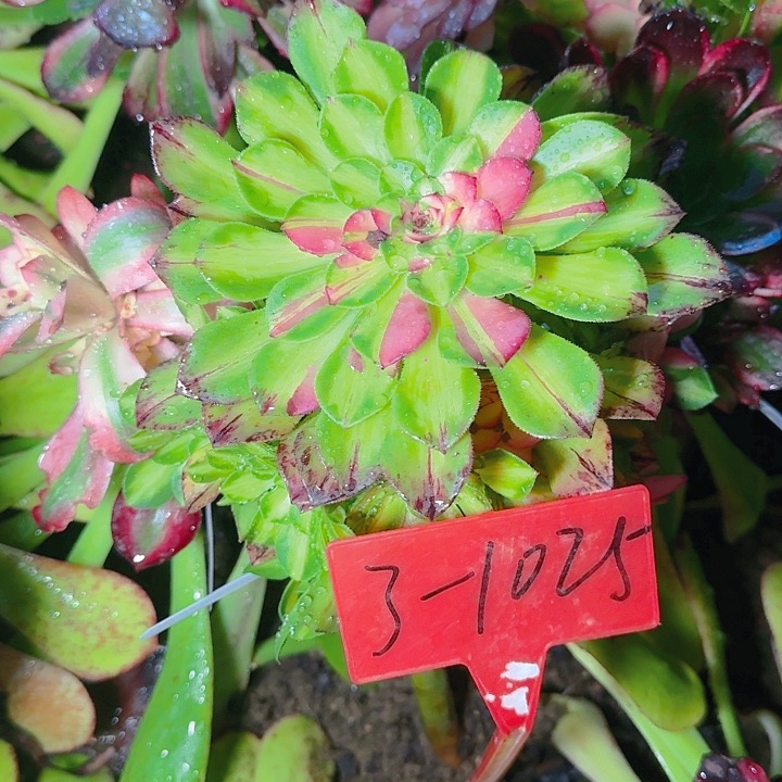 3-1025知否多肉法师