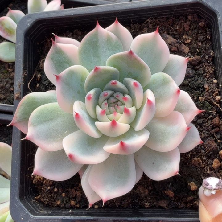 一刻吉娃娃锦腹欧你锦花脸锦