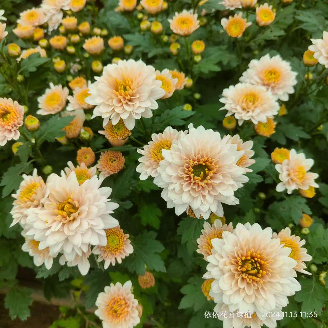 【夏日海滩】四季切花菊 多年生宿根植物 菊花  