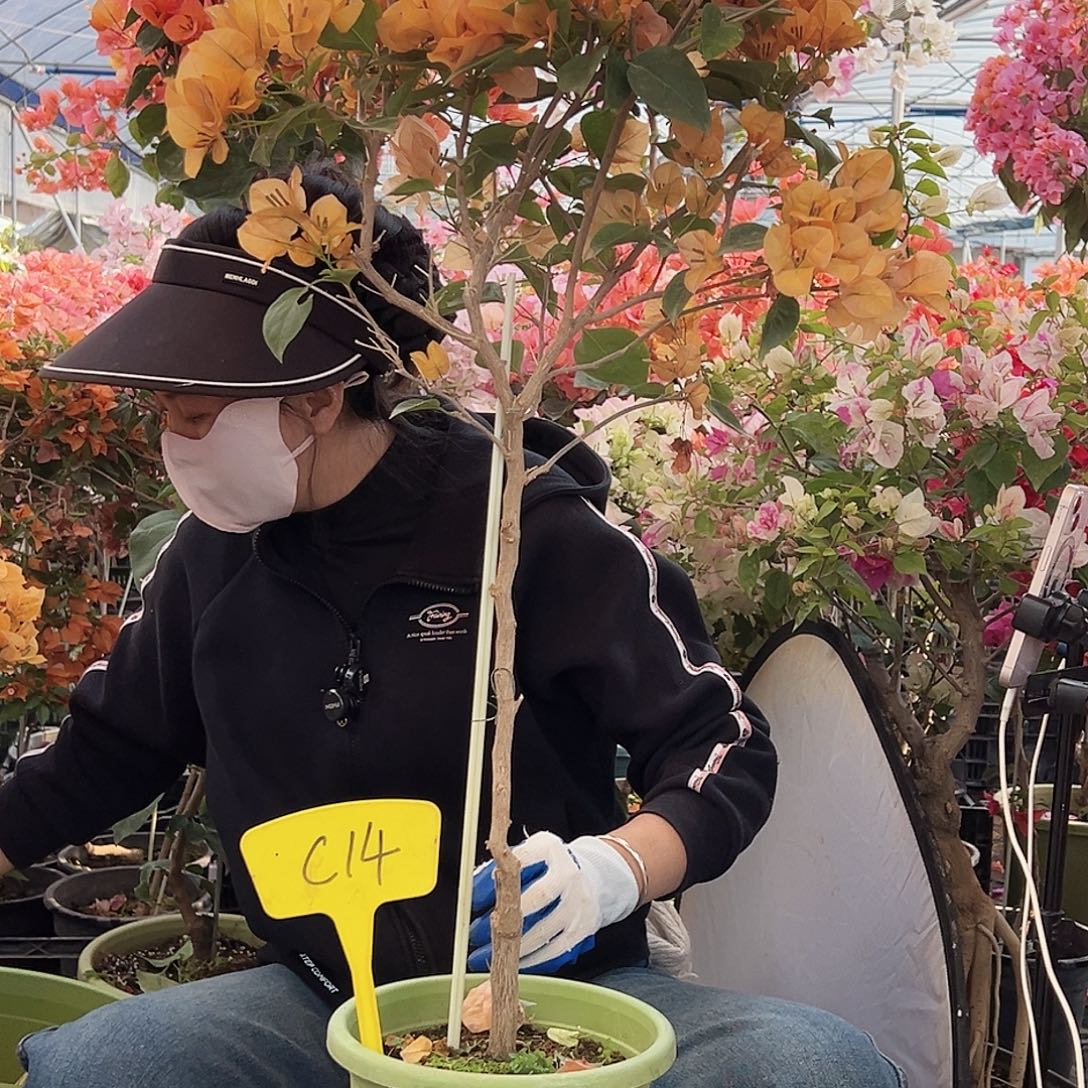 共***人大部分花苞少量开放C14金色光辉