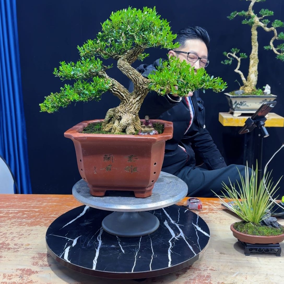 黄杨室内室外盆景艺术