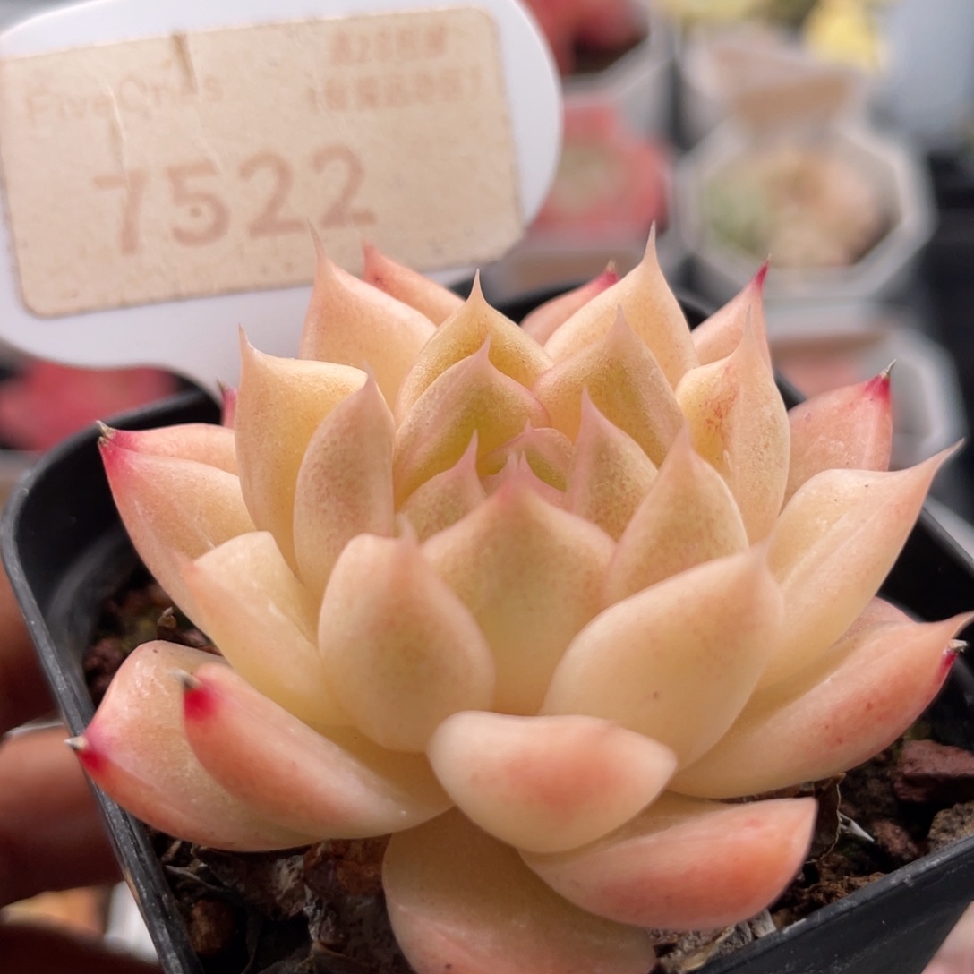 粉麦秆7522-5.0厘米