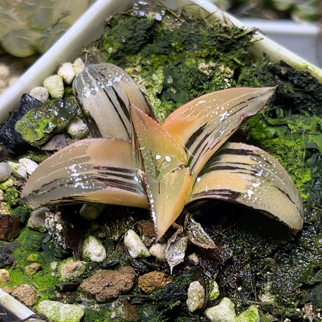 十二卷多肉植物2987茜云