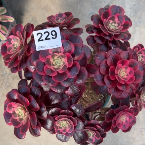 229凤冠25厘米左右