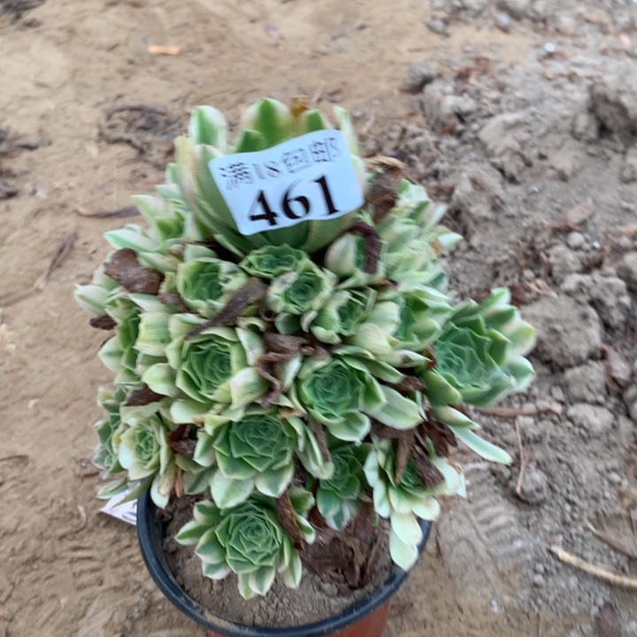 461辛尼亚4号棚0000000