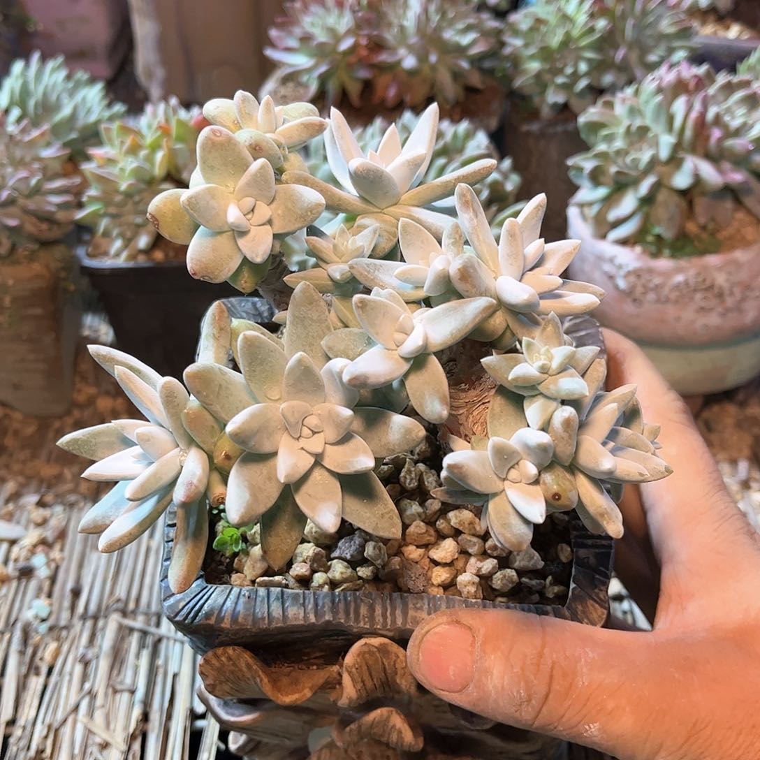 8942刘丹拇指仙女杯多肉