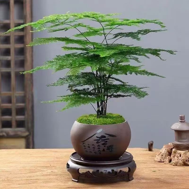 保温发货【陶瓷盆】文竹盆栽室内外通用四季常青好养护适合客厅