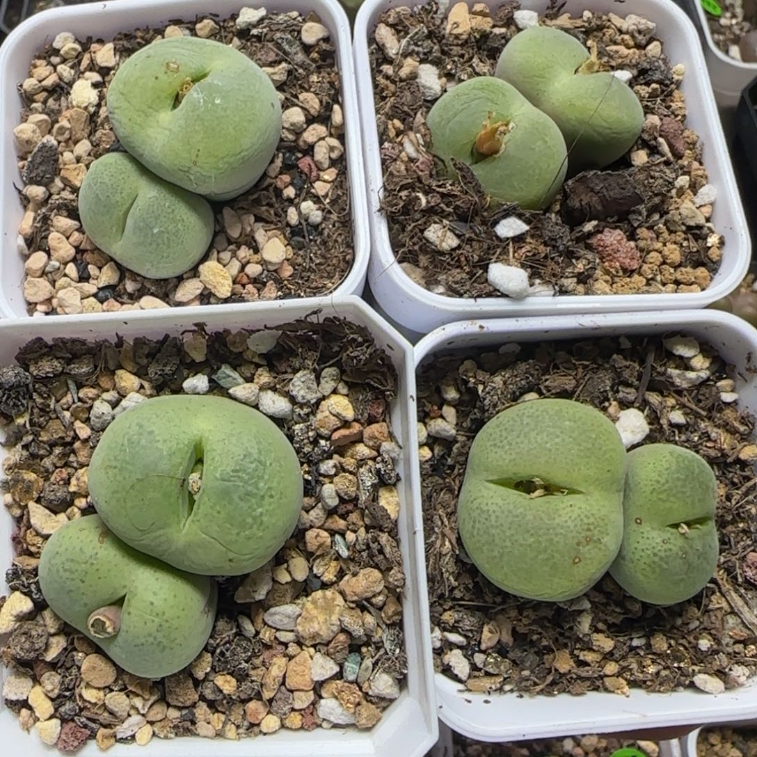 扎***子专拍漂亮多肉植物428