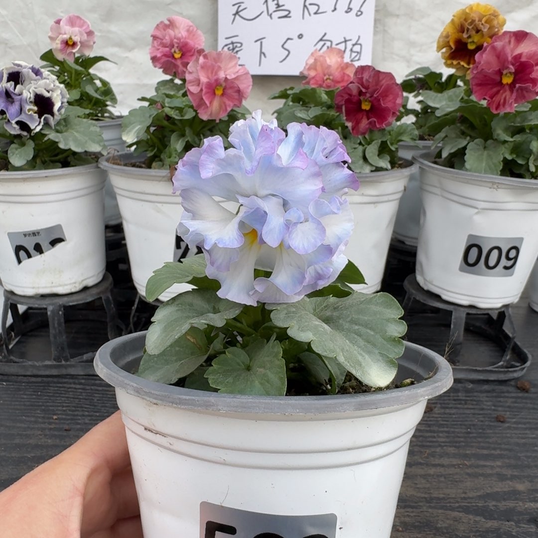 全部花朵562号tu群