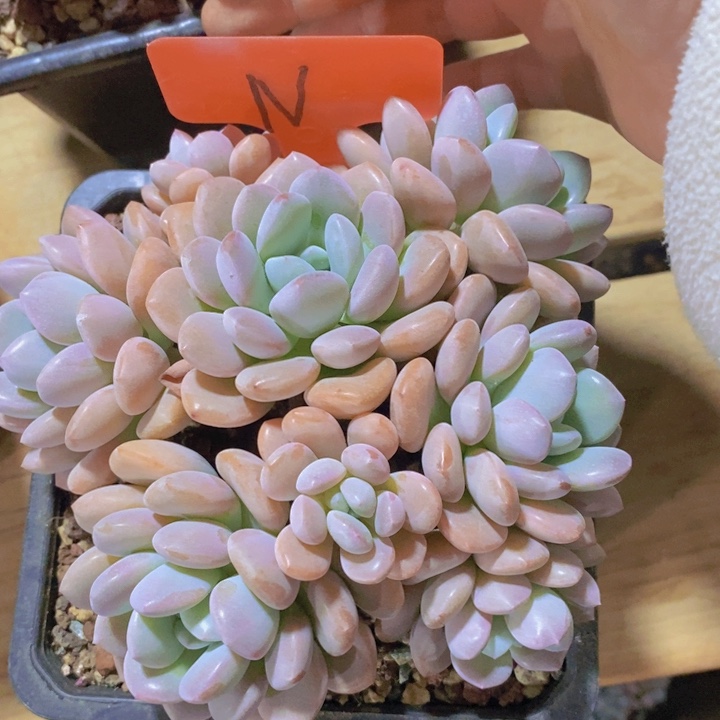 是不是要和我们的朋友