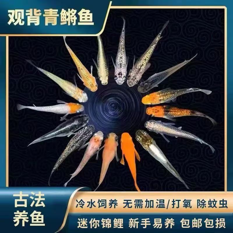 1号直播专用链接观背青鳉