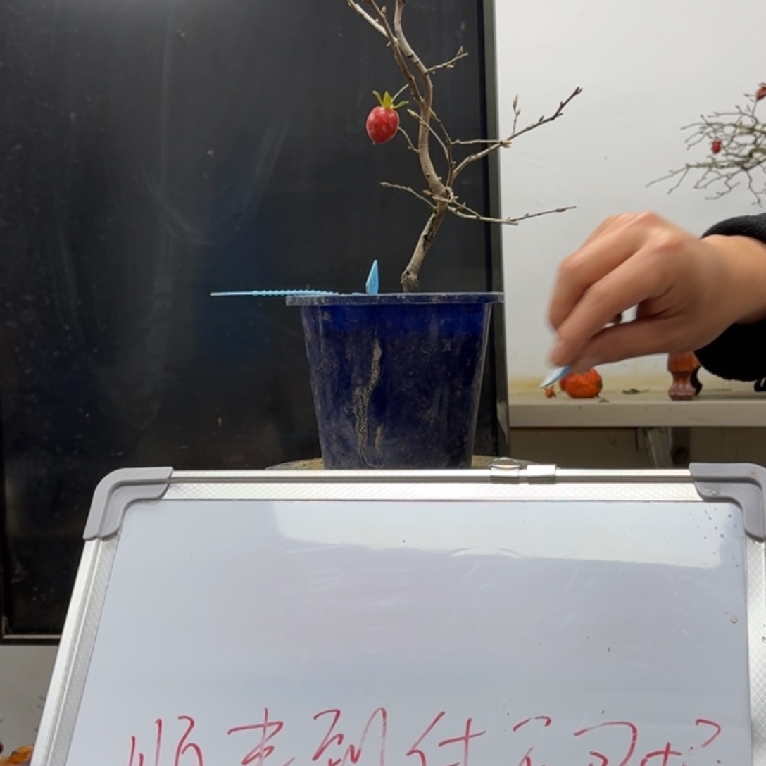 冬***开无花朵393顺丰到付不包邮