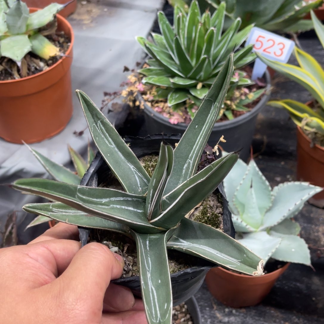 流星龙舌兰笹吹雪