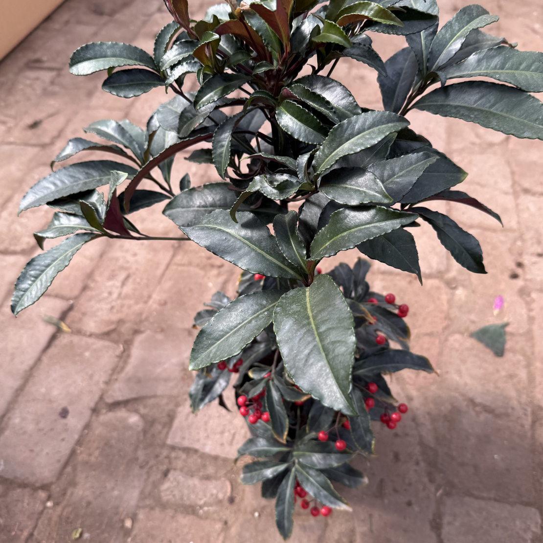 富贵籽粒盆栽绿植带红果