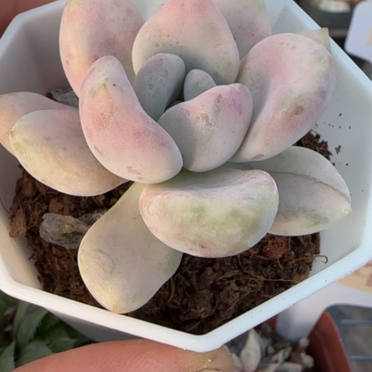 750奥普锦一物一拍多肉