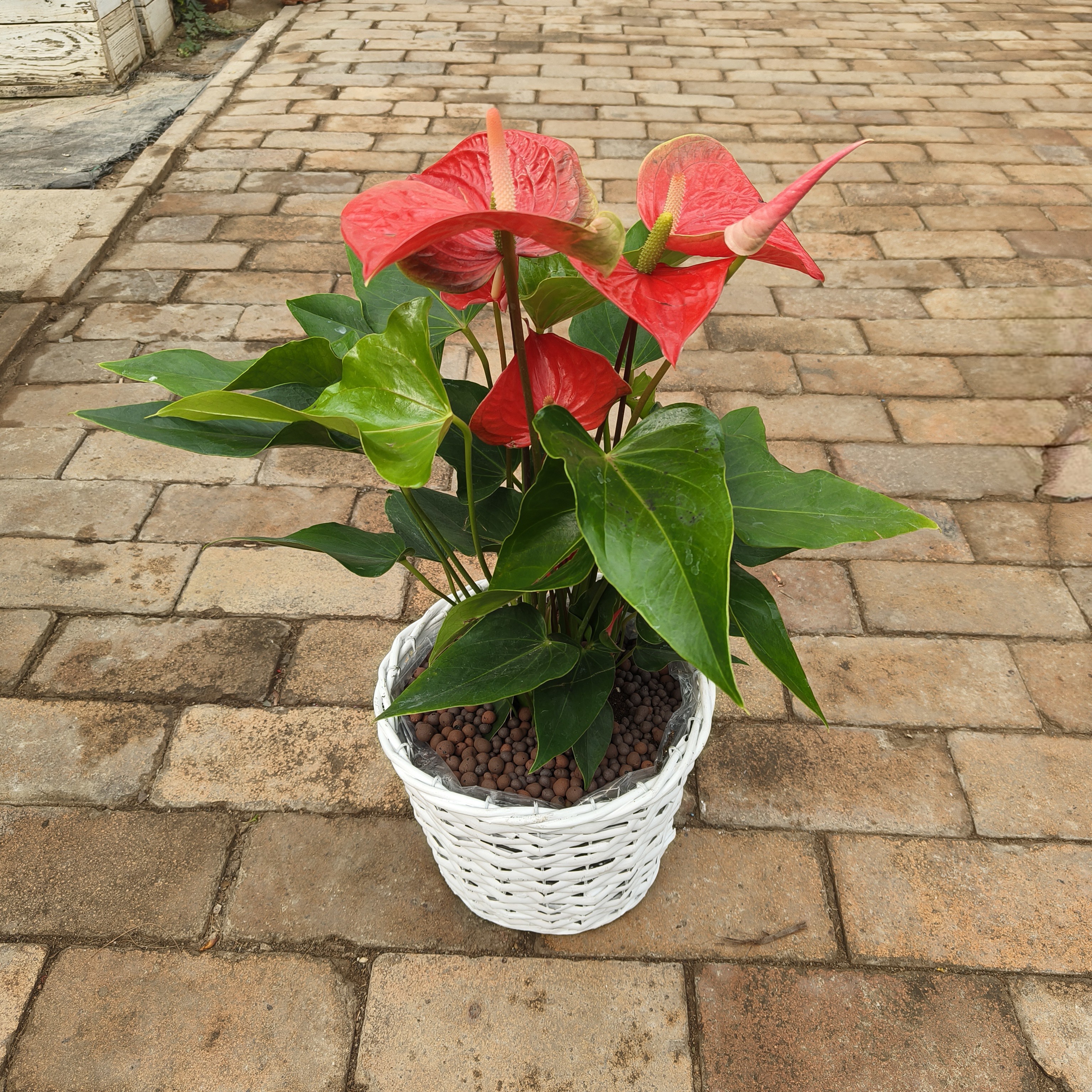 红掌盆栽鸿运当头招财植物超长四季开花客厅室内净化空气