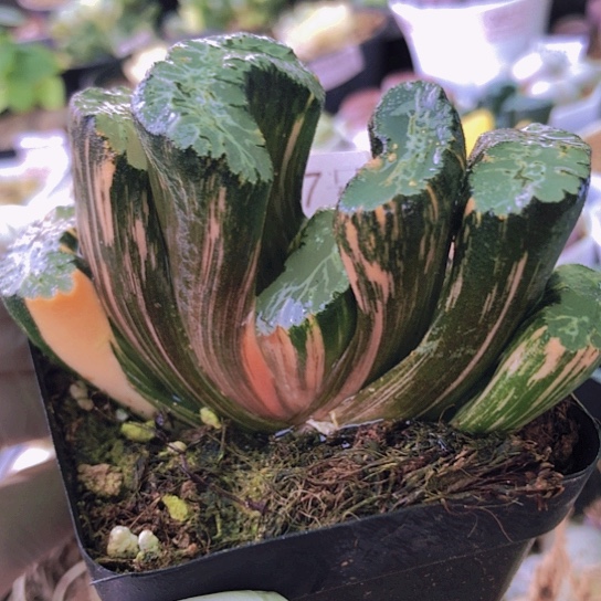 无花朵0997，8.3厘米北斋玉扇锦一点点微瑕
