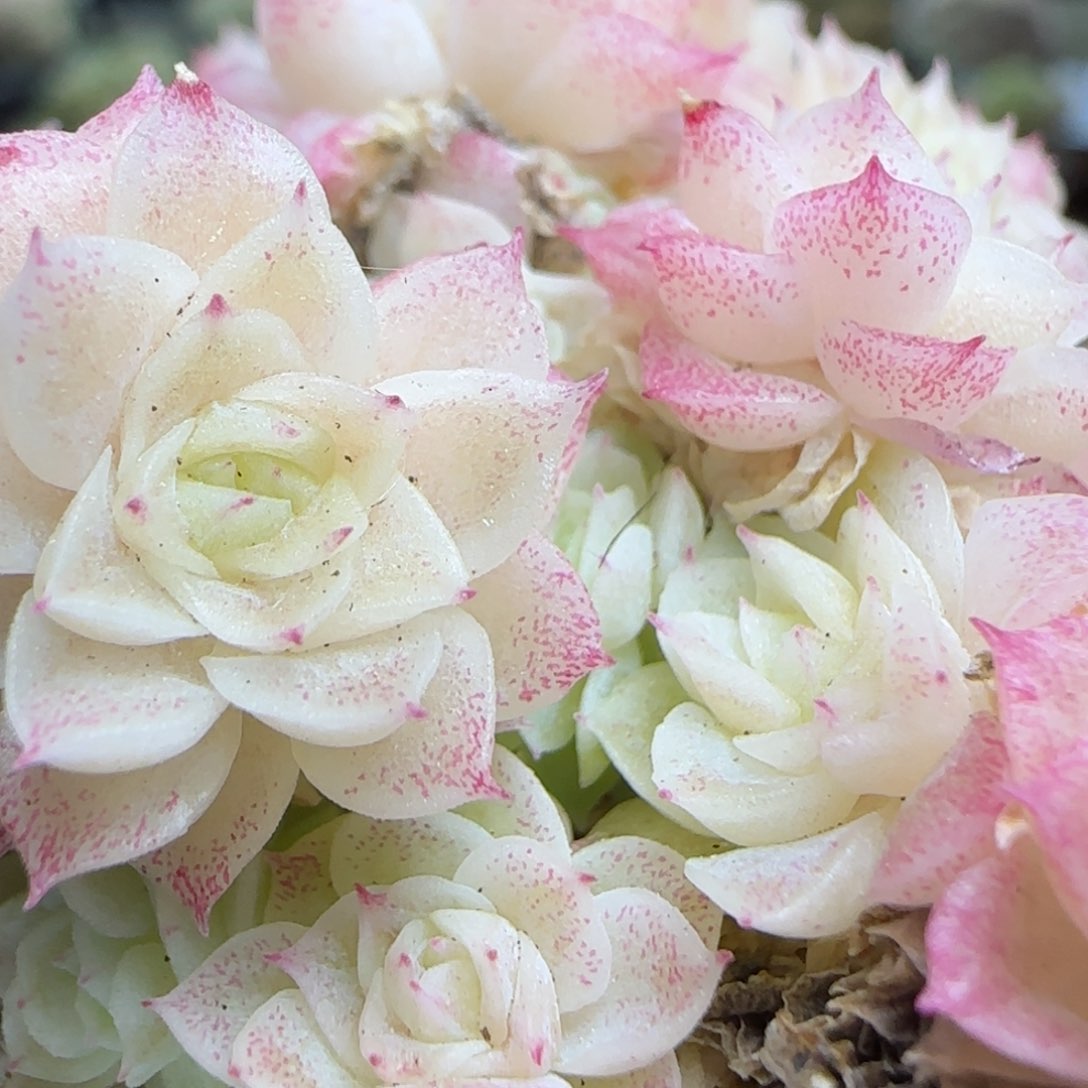 花语逸镜0224-362散