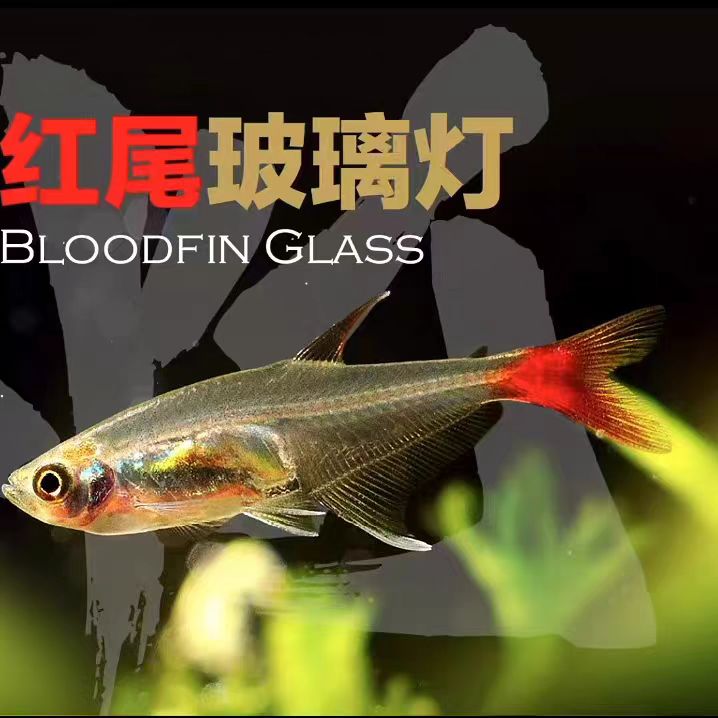 红尾水晶鱼鱼苗观赏鱼淡水鱼小型群游鱼新手鱼小型鱼苗观赏鱼
