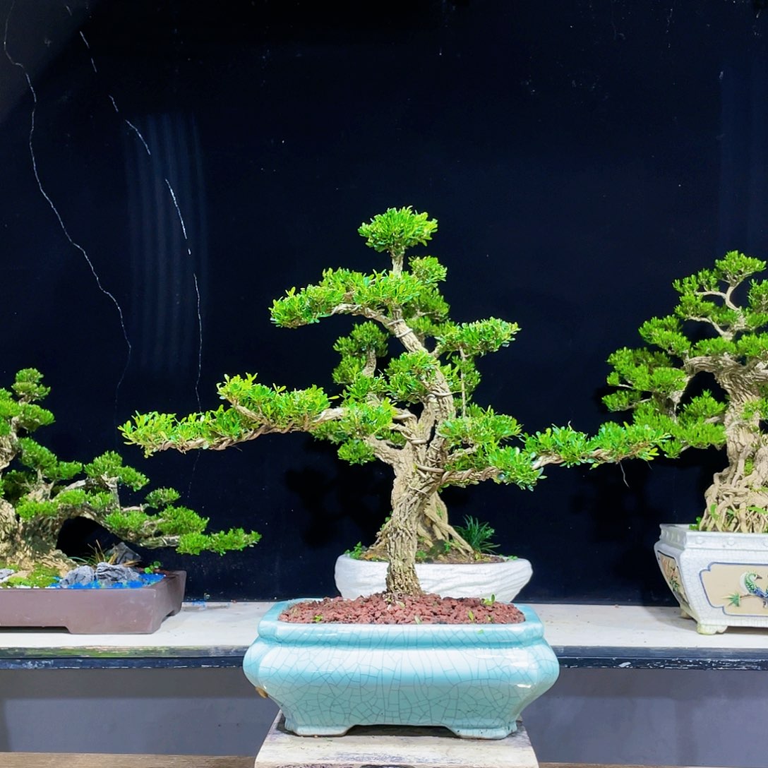 黄杨盆景四季常青