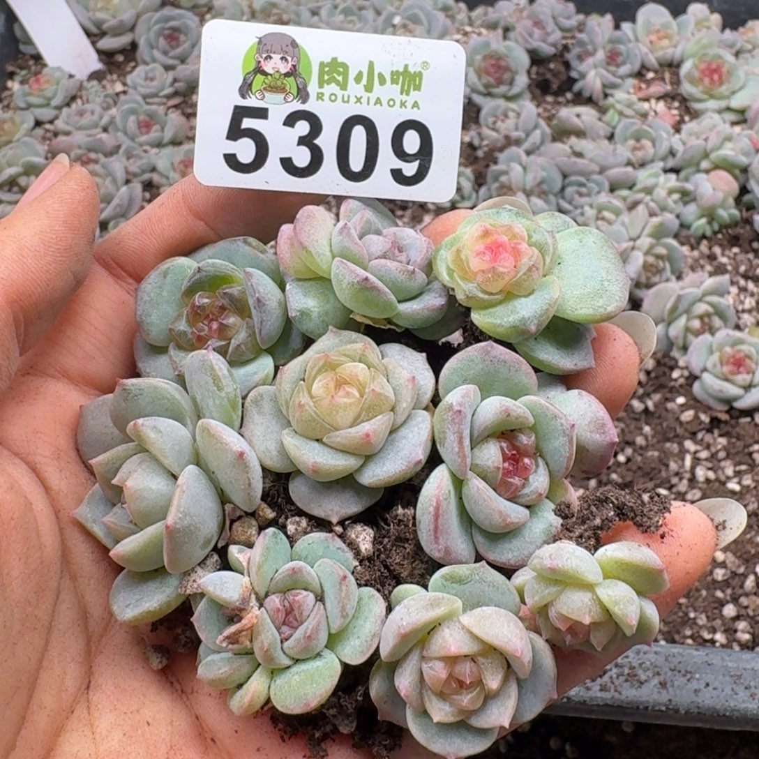 糖***喵多肉植物多肉植物