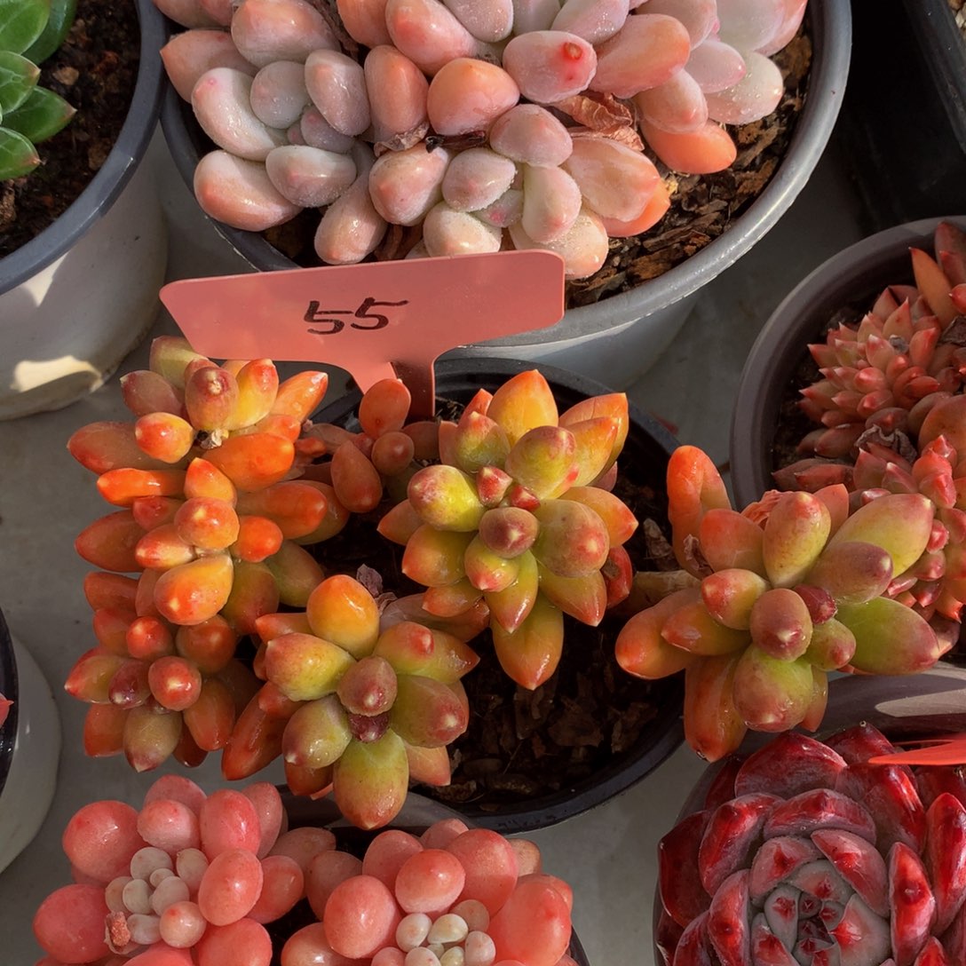 千代田7272727227722772