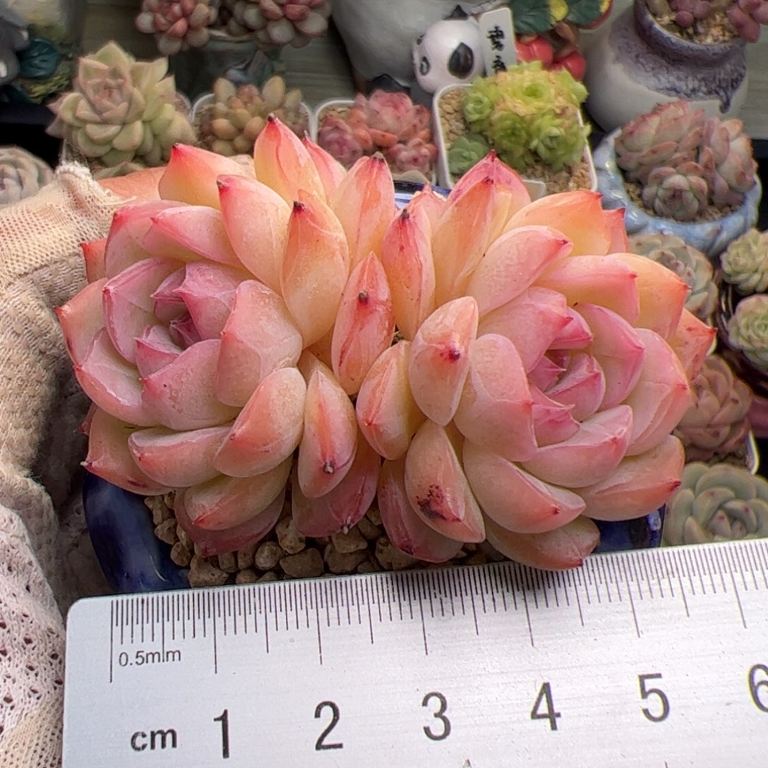 798 多肉植物组合