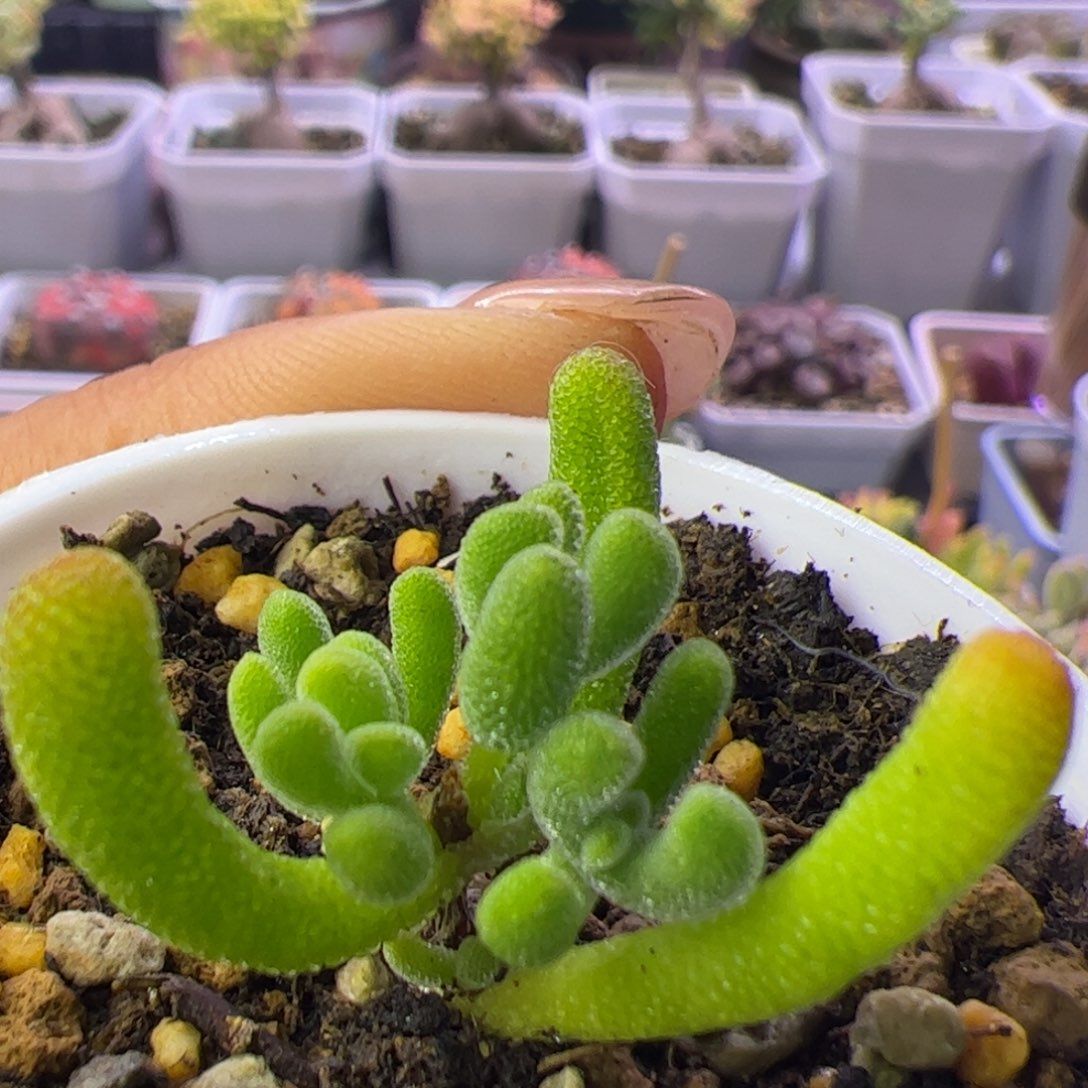 031多肉植物枝干小星星黄化锦