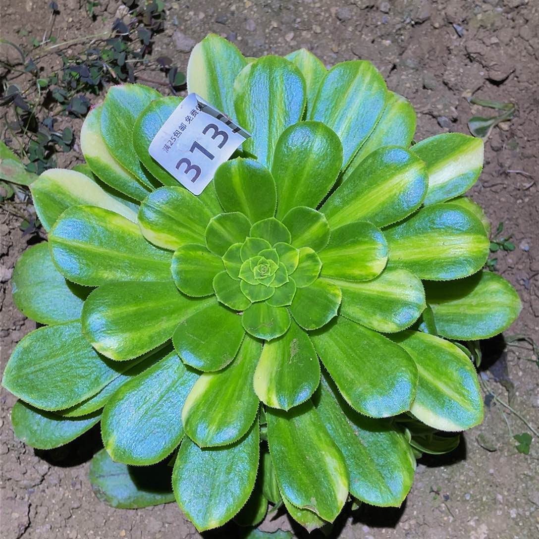 3133五彩琉璃多肉植物