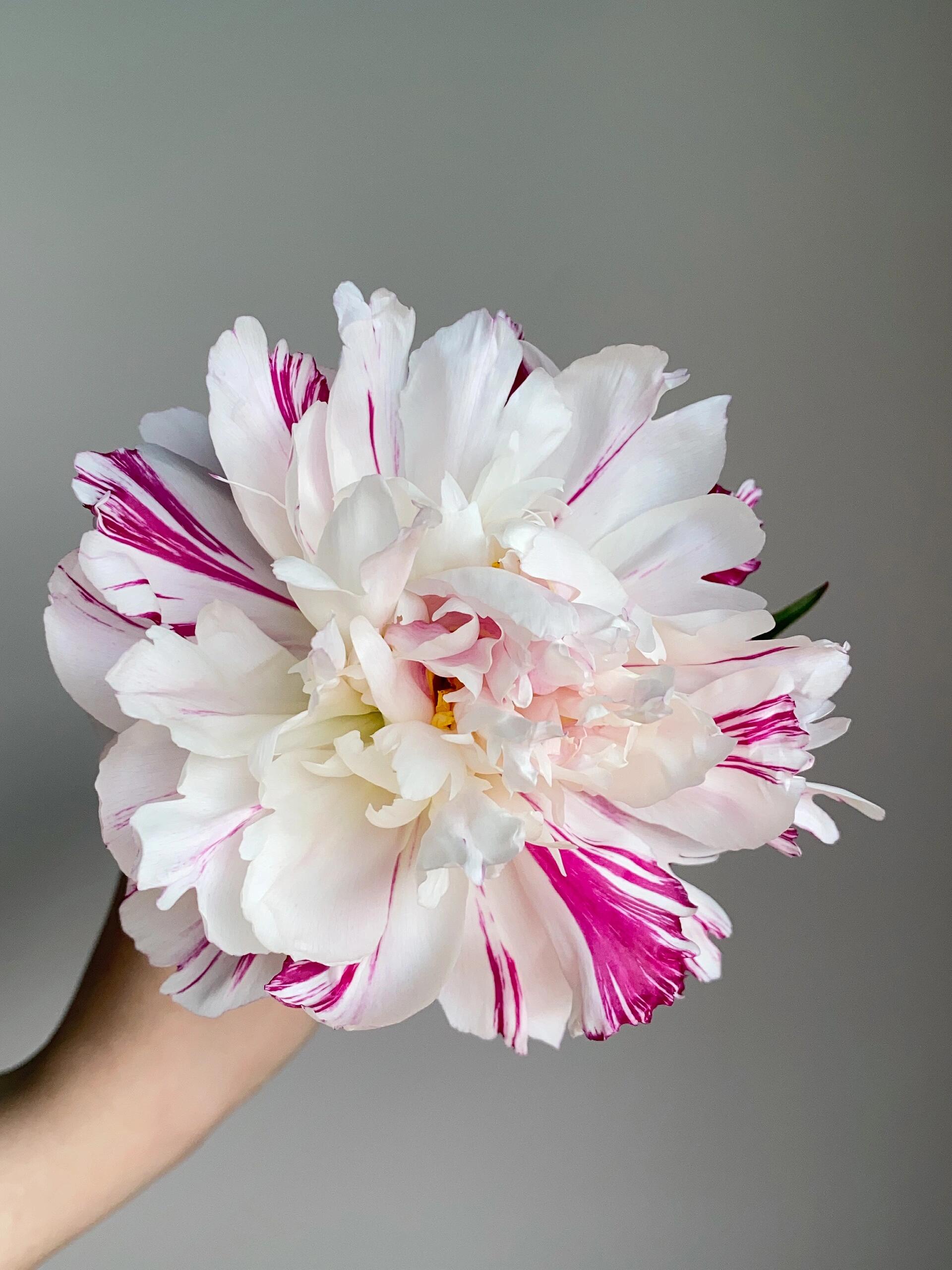 【独立日-芍药花苗】重瓣芍药花苗带芽四季开花阳台庭院盆栽