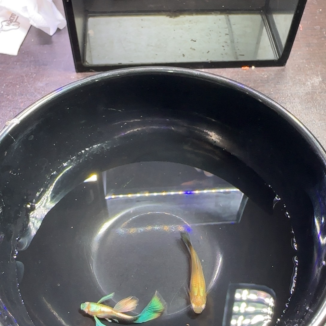 孔雀鱼黄化蓝礼服飞船一对