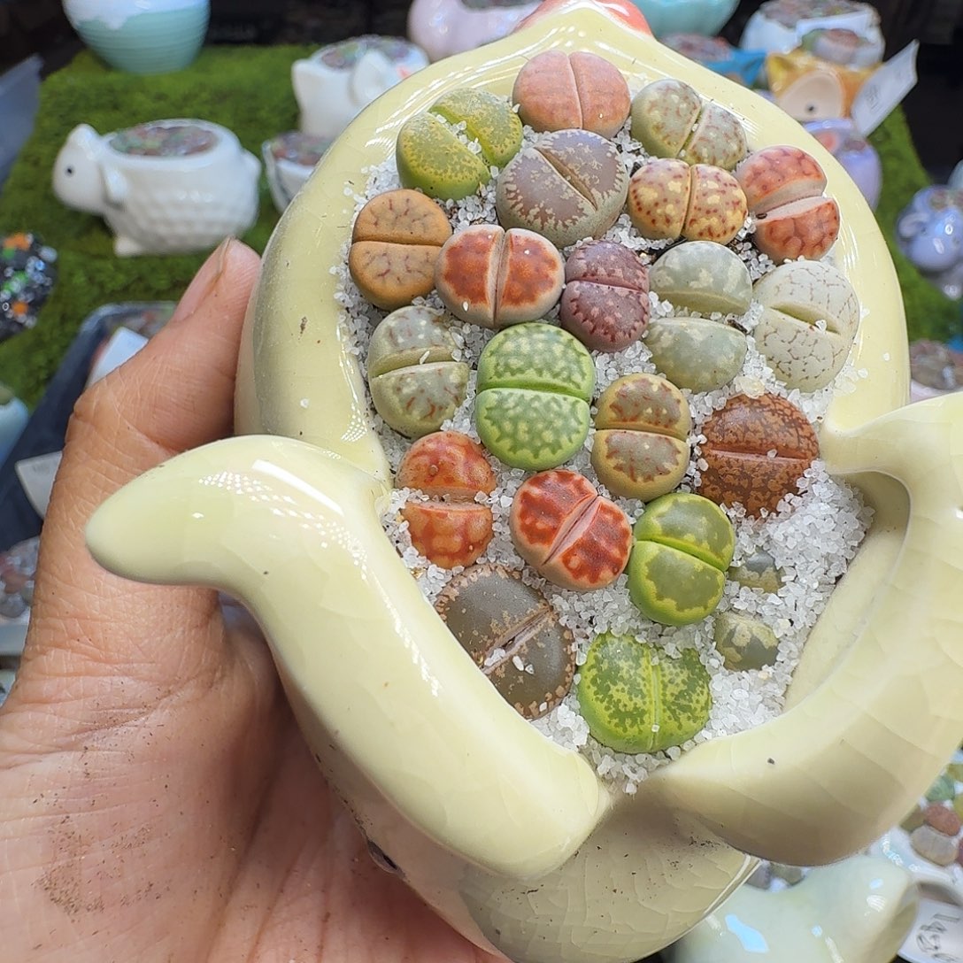 多肉植物福利冲606