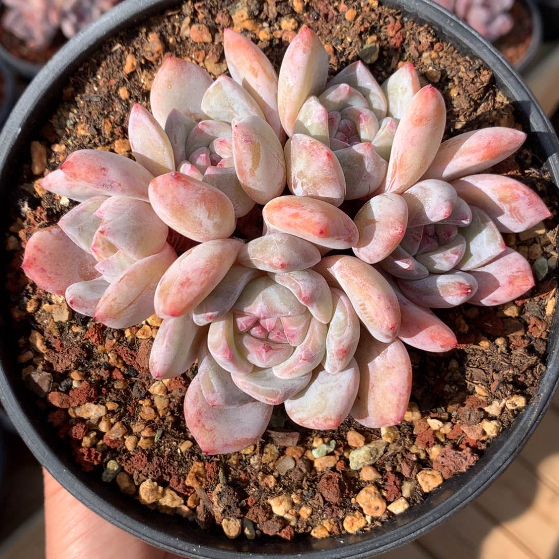 橙梦露老桩一头一桩 福利