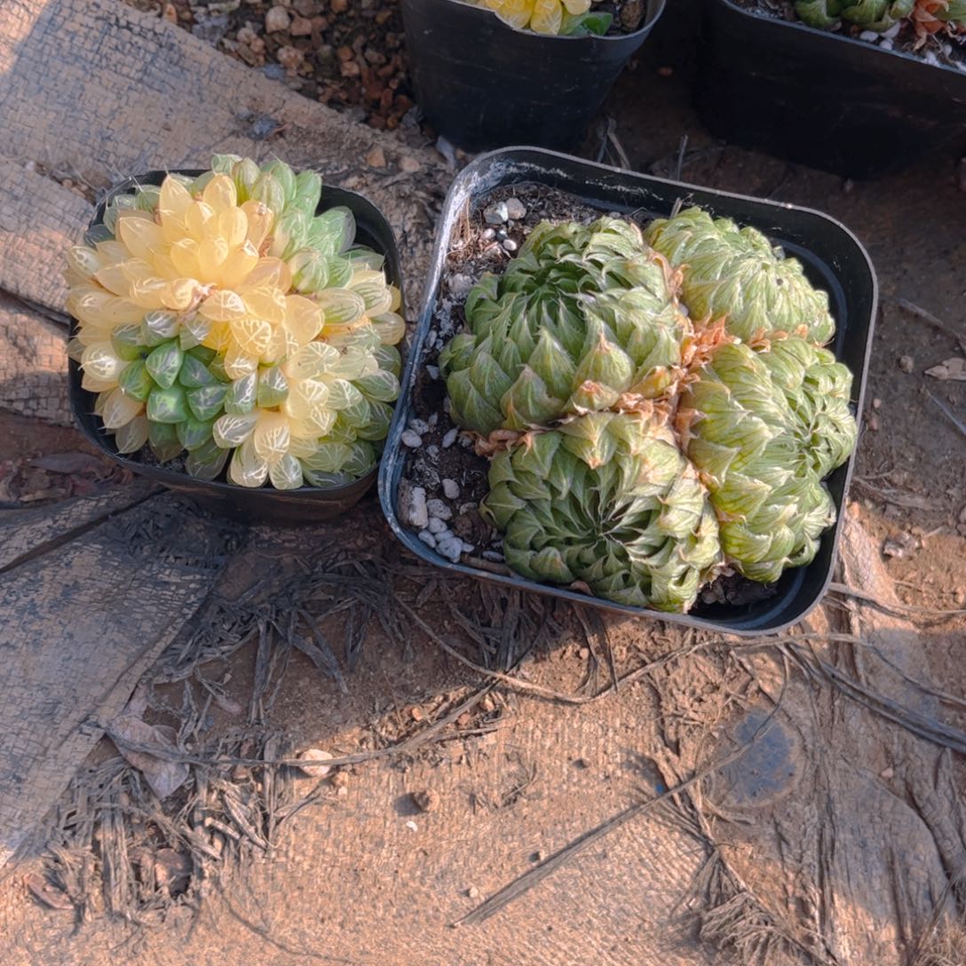 ₍***米多肉植物组合盆栽植物