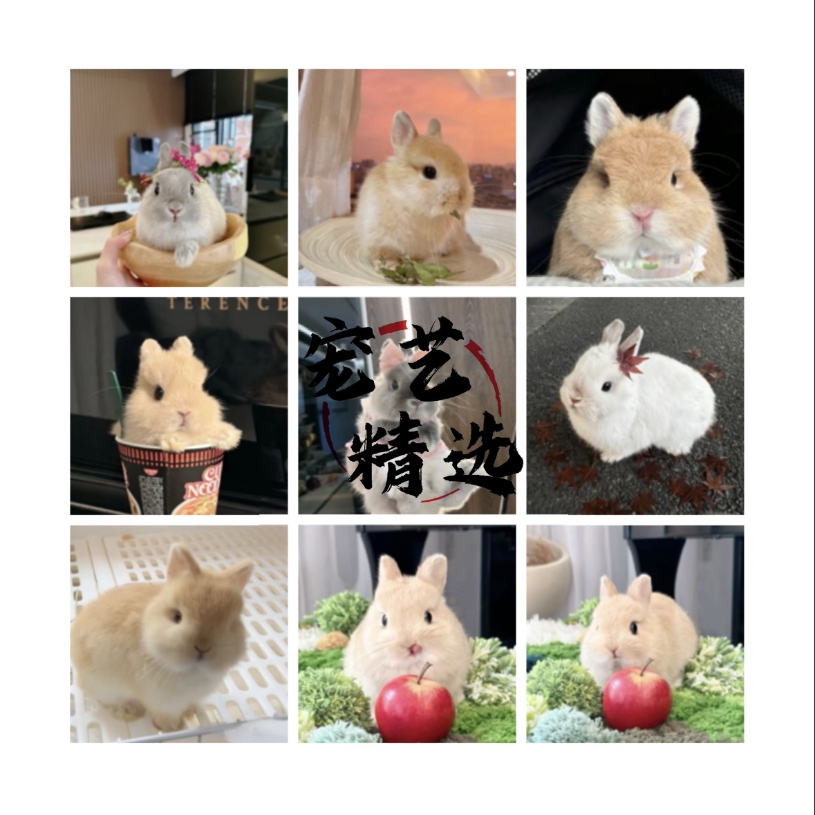 【宗宝】宠物活体、一物一拍