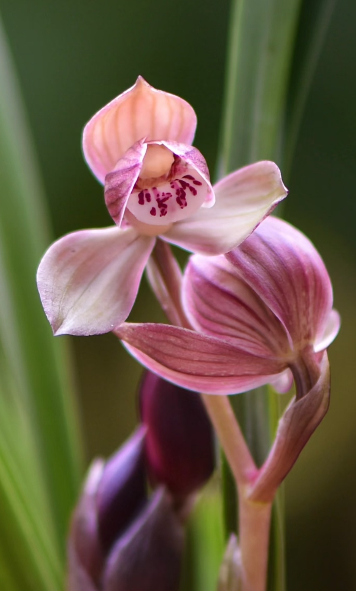 春剑铭品学林荷，荷型瓣花守好，新手好养活