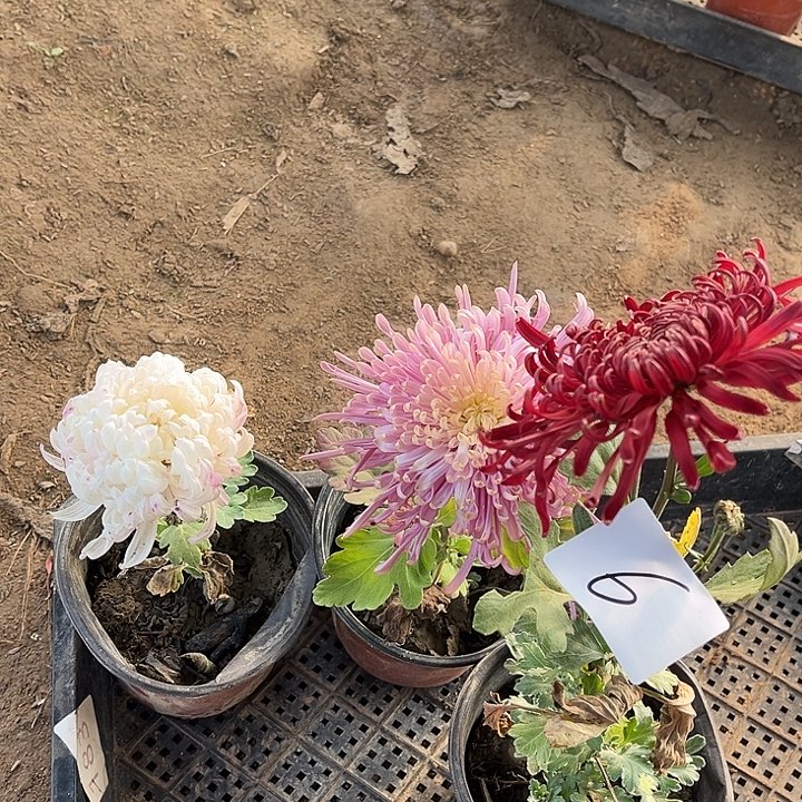 完全开放土球发货老根苗无售后6