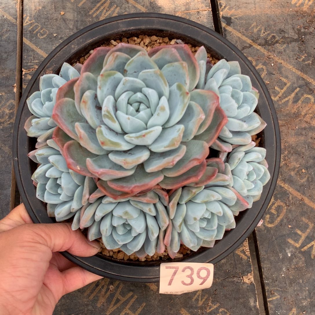 739冰玉多肉植物！！！！！