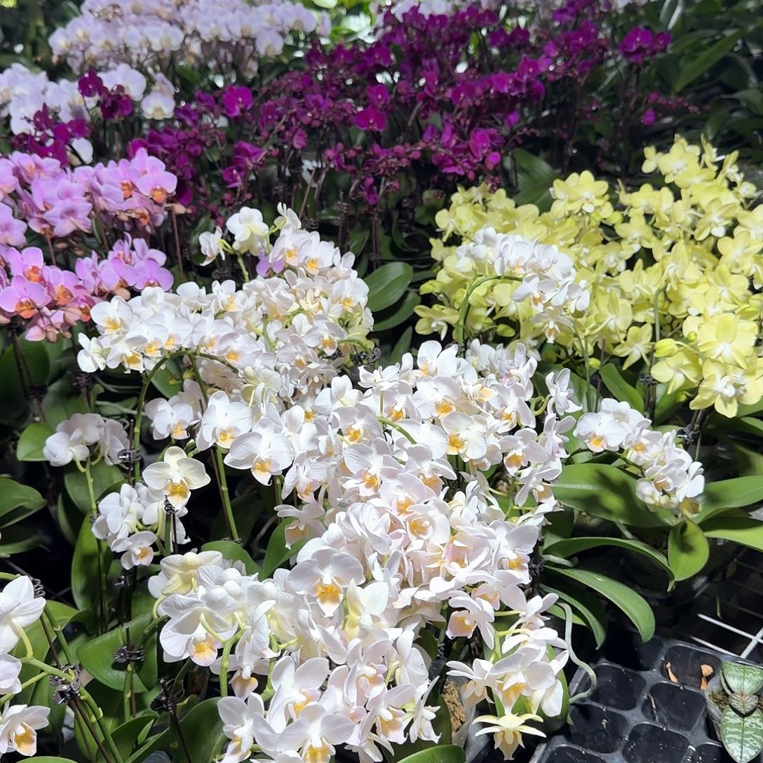 无花朵蝴蝶兰用拉蒙