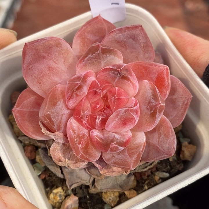 1205-611，粉魄多肉