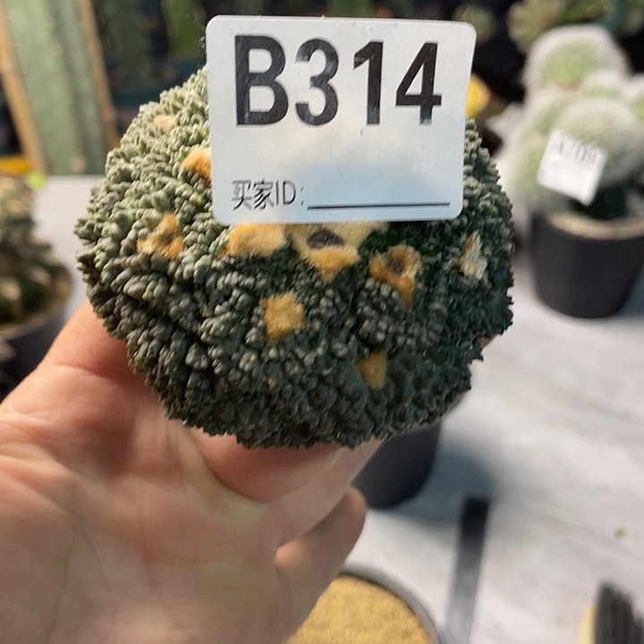 完全开放314哥斯拉
