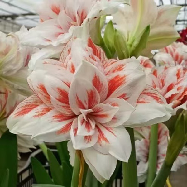 梨花花院 玛德琳公主荷兰朱顶红种球 裸球
