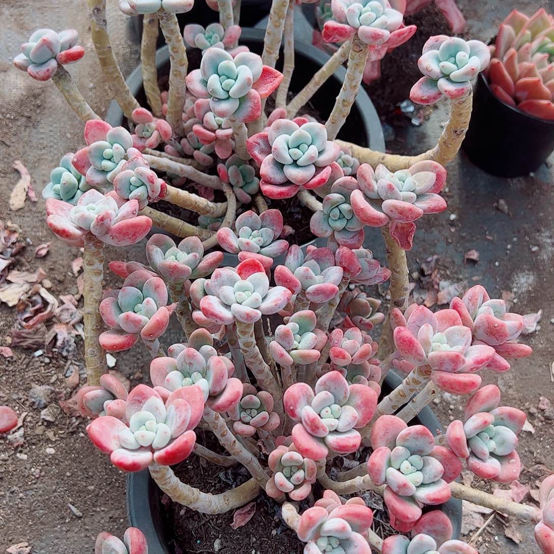 樱花红洛神多头群生精品特价