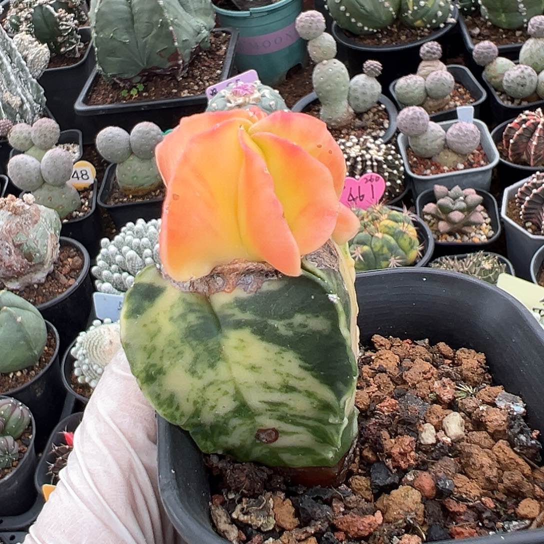 去了粉嫩的粉末末的