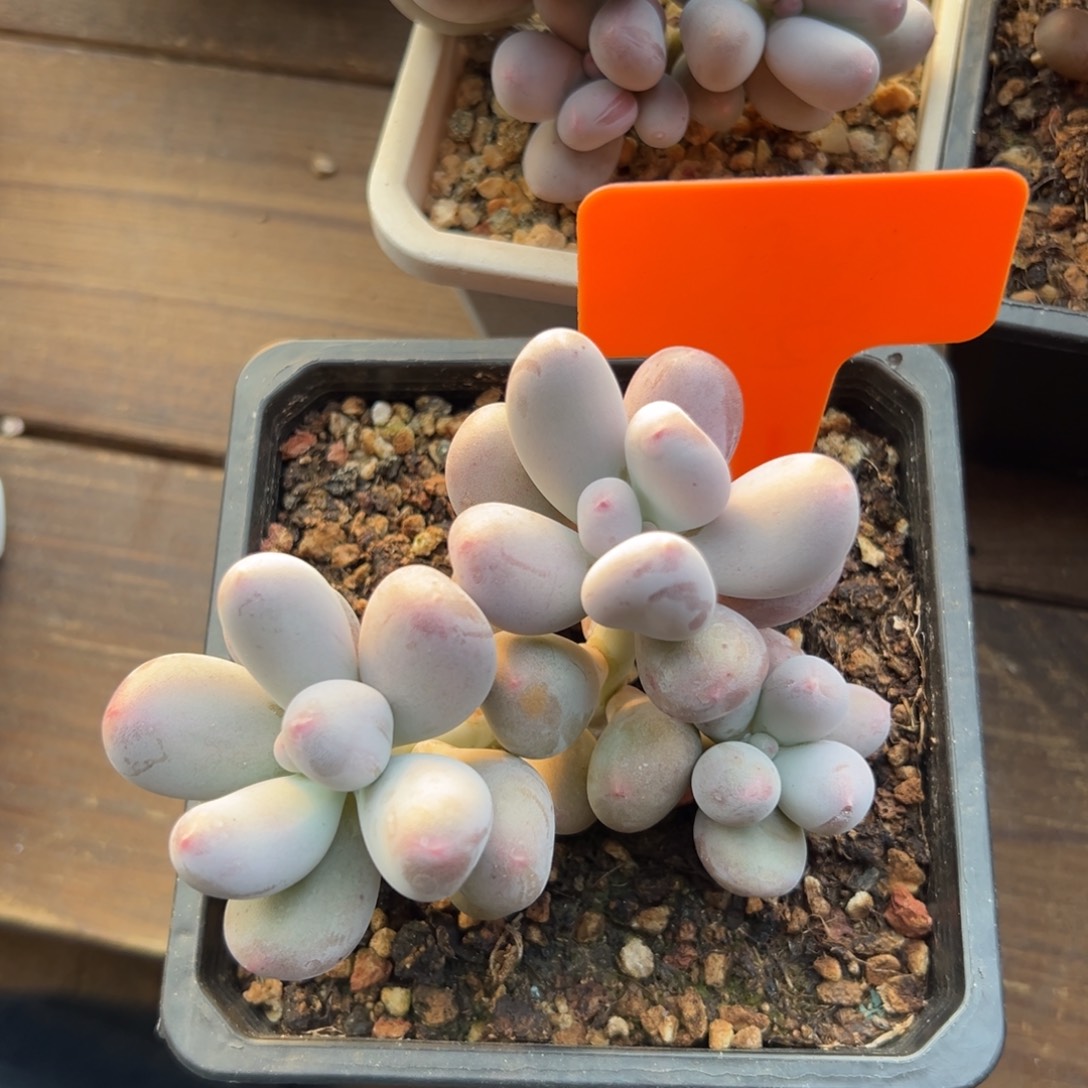 米可   3头11111111111111111