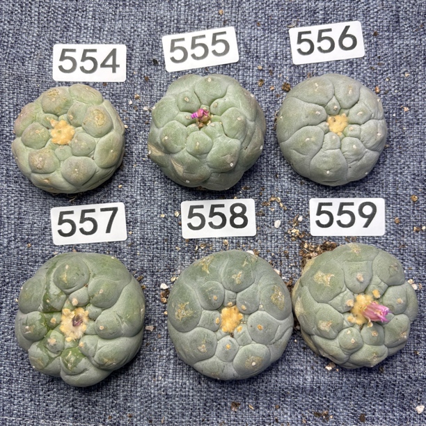 仙人球 有根 一物一拍 554-559