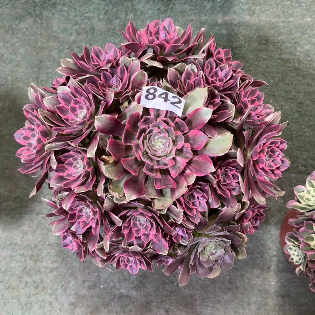 842！浣纱法师多肉植物