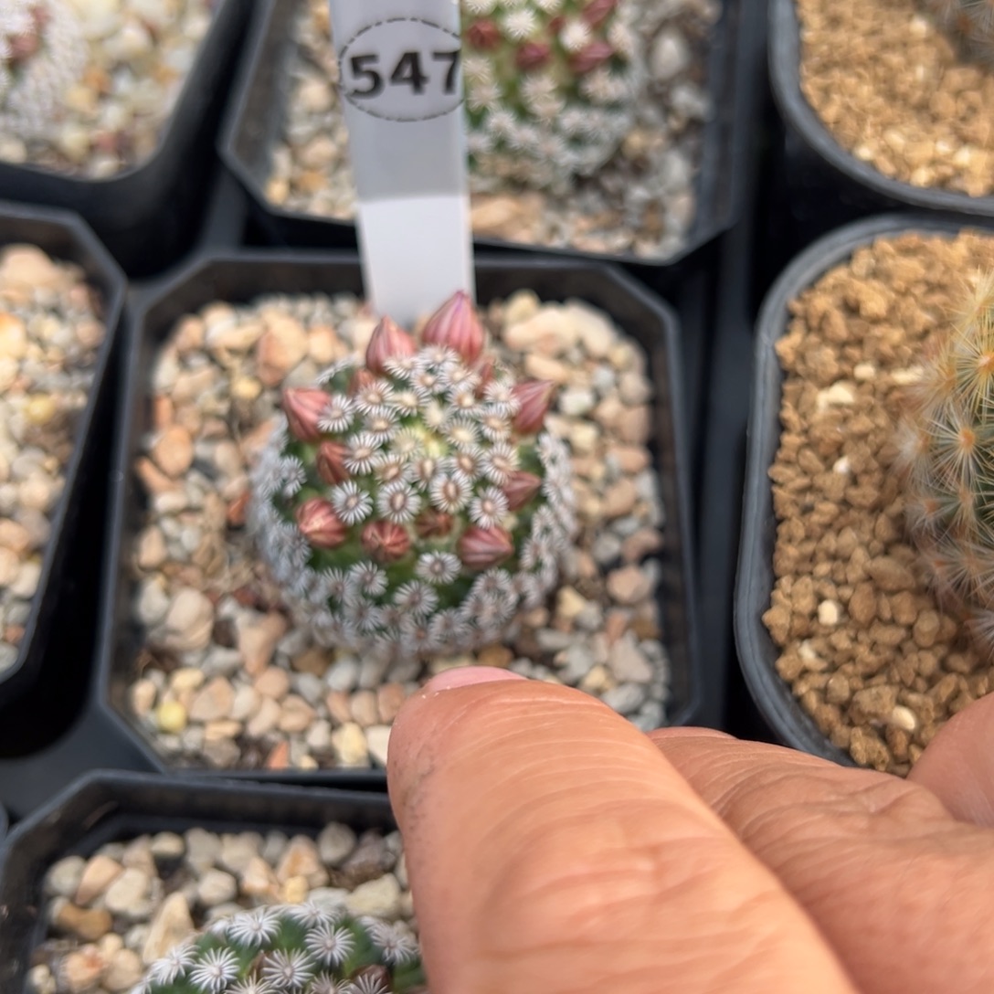 克氏丸多肉植物带盆土547