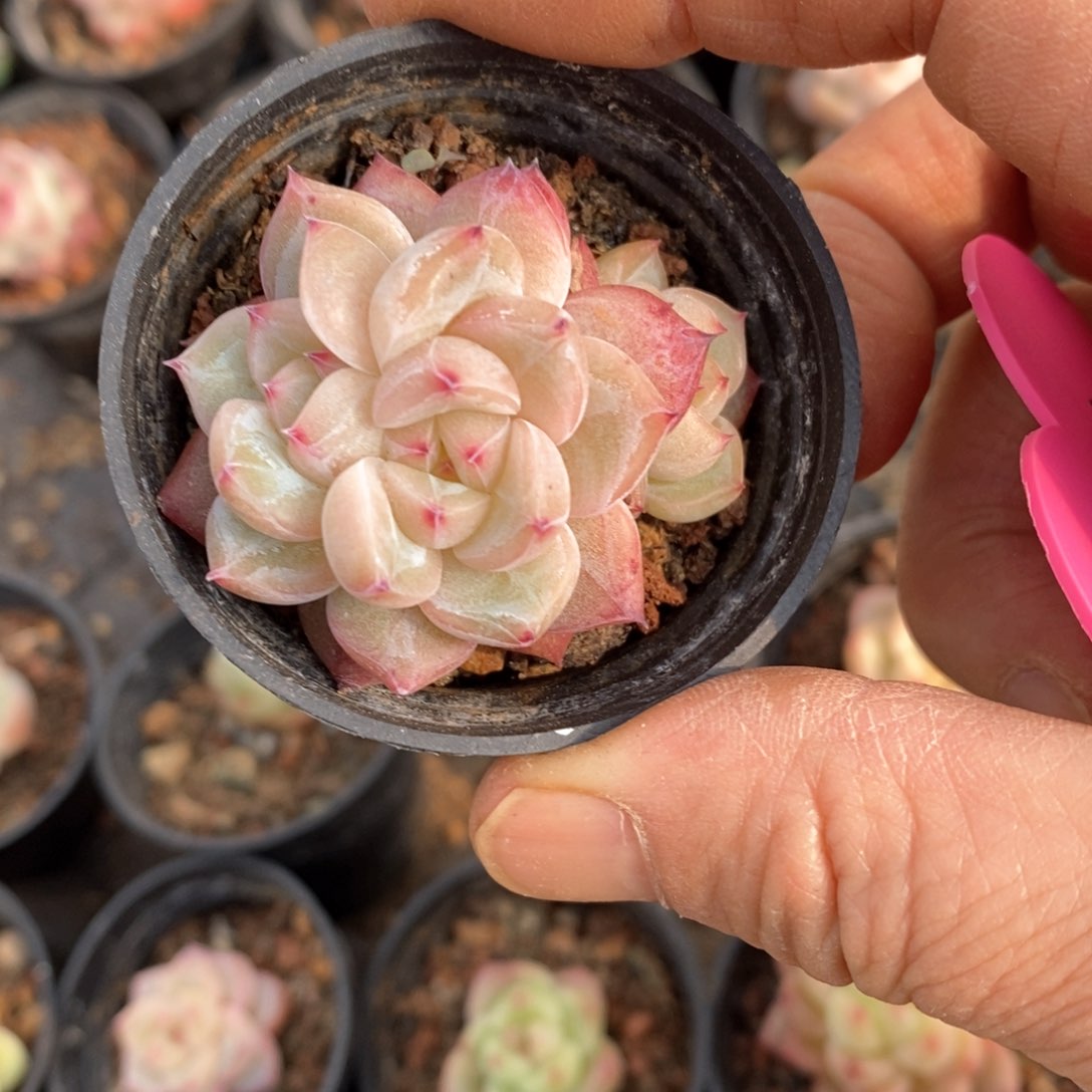 精品多肉一物一拍不包整164