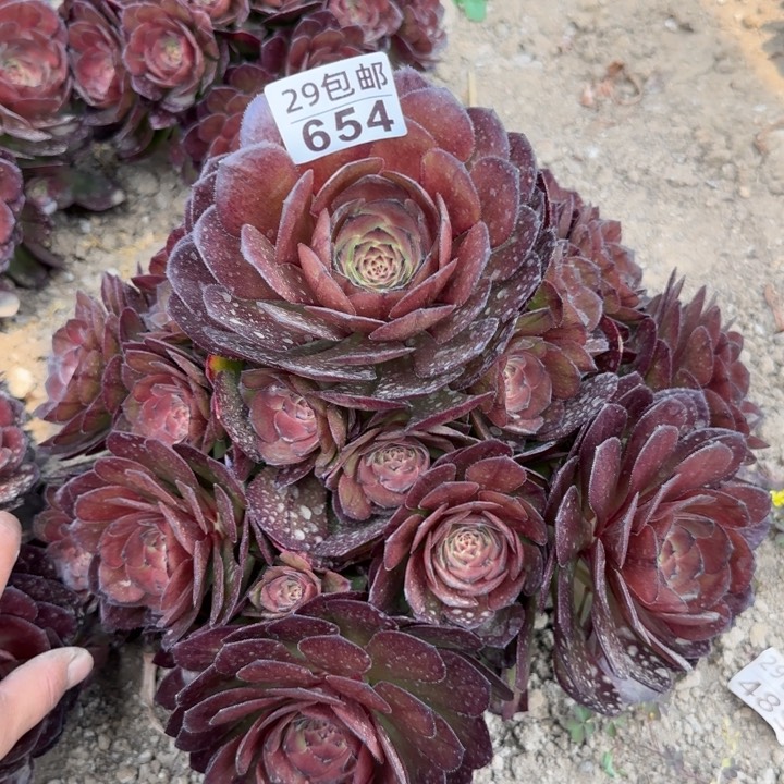 万圣节变异……多肉植物……
